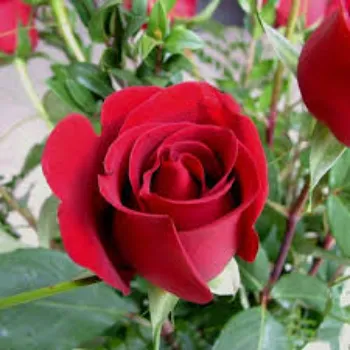 Fablous Red Rose
